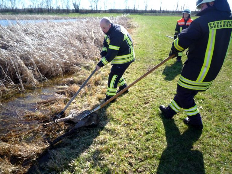 Einsatz 09 – 2020 / Tierkörperbergung