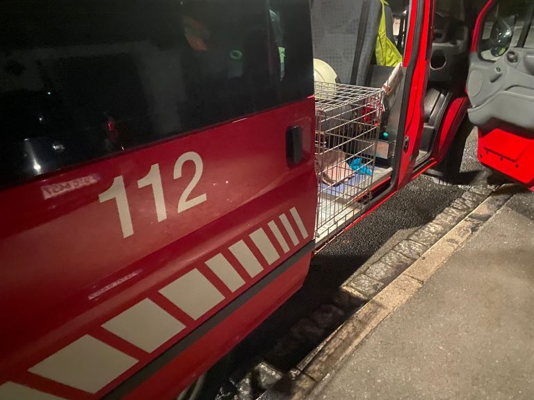 Einsatz 13 – 2022 / THL – Tierbergung